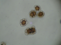 Urocystis agropyri