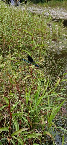 Banded Demoiselle