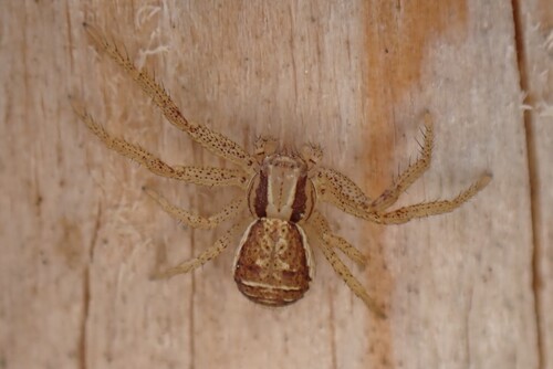 Swamp Crab Spider