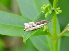 Ancylis apicella