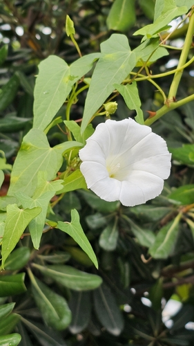 hedge bindweed