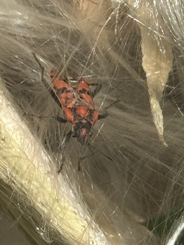 Indian Milkweed Bug