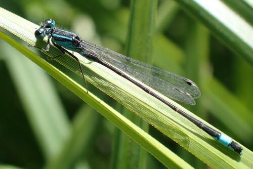 Blue-tailed Damselfly