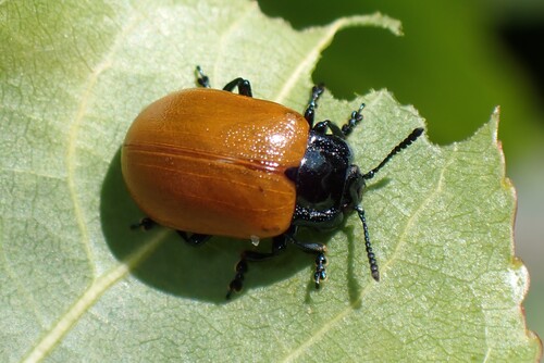 Poplar Leaf Beetle
