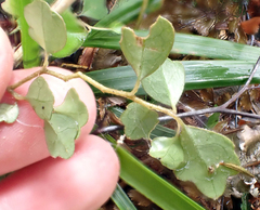 Pennantia corymbosa, photograph author not stated, no rights reserved