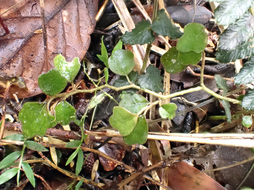 Pennantia corymbosa, photograph 2