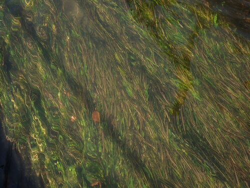 Potamogeton wrightii, photograph 1