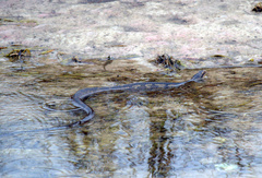 Nerodia fasciata × clarkii