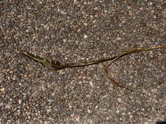 Potamogeton wrightii