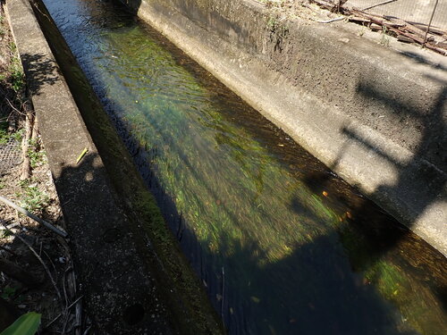 Potamogeton wrightii, photograph 2
