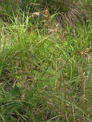 Themeda triandra, photograph (c) Ian Rainbow, some rights reserved (CC BY)