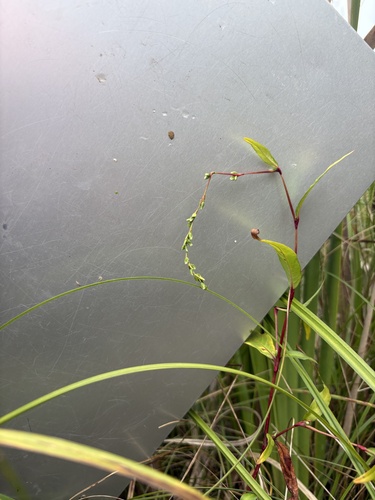 waterpepper