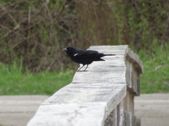 Agelaius phoeniceus