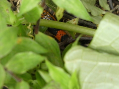 Erythrolamprus epinephalus pseudocobella