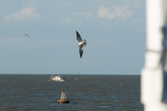 Chlidonias leucopterus