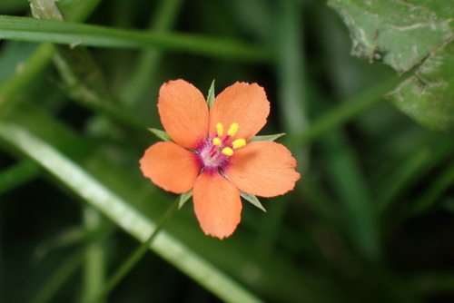 scarlet pimpernel