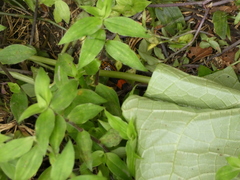 Erythrolamprus epinephalus pseudocobella