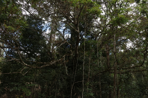 Jagera pseudorhus, photograph 5
