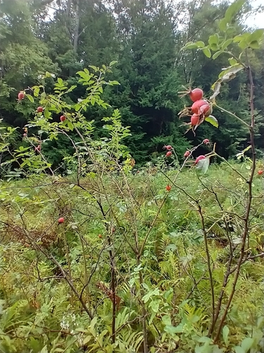 Rosa sherardii