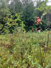 Rosa sherardii