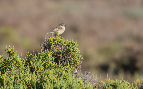 Samphire Slender-billed Thornbill