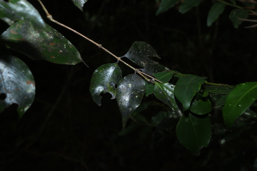 Gossia bidwillii, photograph 2