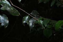 Gossia bidwillii, photograph (c) Greg Tasney, some rights reserved (CC BY-SA)