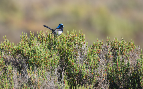 South Australian Superb Fairywren