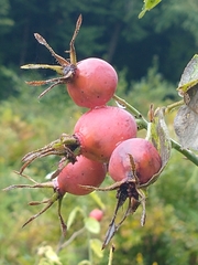 Rosa sherardii, photograph (c) Tom Norton, some rights reserved (CC BY)