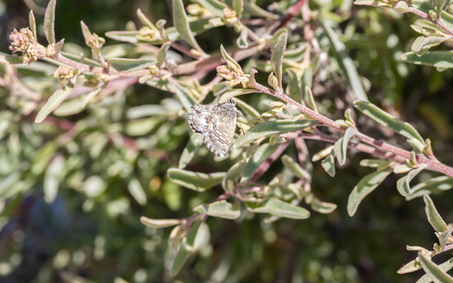 Saltbush Blue