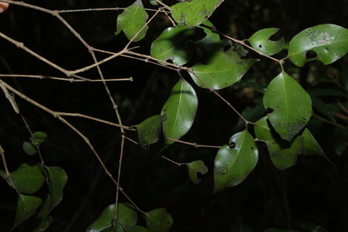 Gossia bidwillii, photograph 3