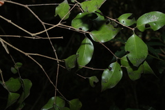 Gossia bidwillii, photograph (c) Greg Tasney, some rights reserved (CC BY-SA)