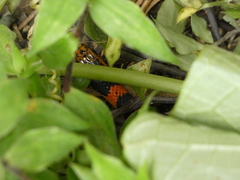 Erythrolamprus epinephalus pseudocobella