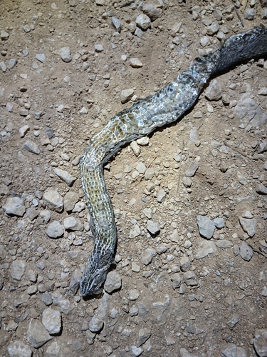 Malpolon insignitus fuscus