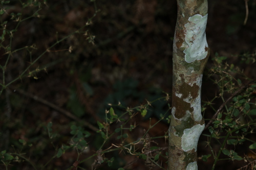 Gossia bidwillii, photograph 4