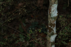 Gossia bidwillii, photograph (c) Greg Tasney, some rights reserved (CC BY-SA)