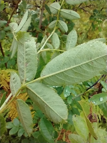 Rosa sherardii, photograph 6
