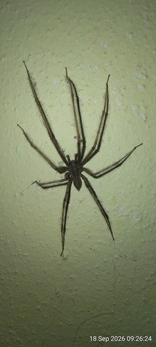 Cardinal Spider