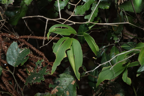 Eustrephus latifolius, photograph 1