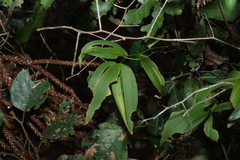 Eustrephus latifolius, photograph (c) Greg Tasney, some rights reserved (CC BY-SA)