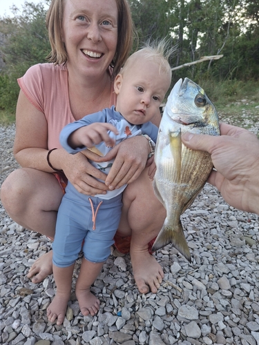 Gilthead Seabream