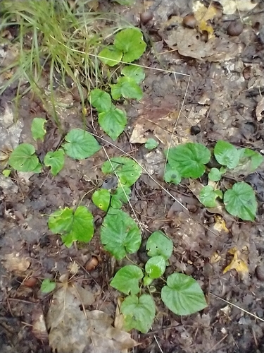 Viola rotundifolia, photograph 3