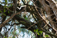 Poicephalus flavifrons