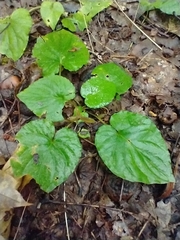 Viola rotundifolia, photograph (c) Tom Norton, some rights reserved (CC BY)