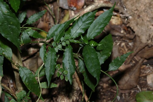 Gynochthodes jasminoides