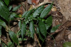 Gynochthodes jasminoides
