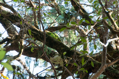 Poicephalus flavifrons