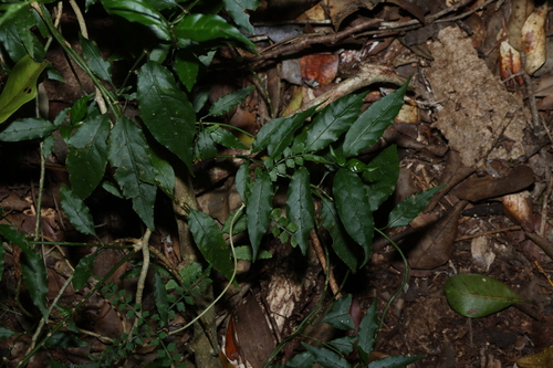Gynochthodes jasminoides, photograph 1