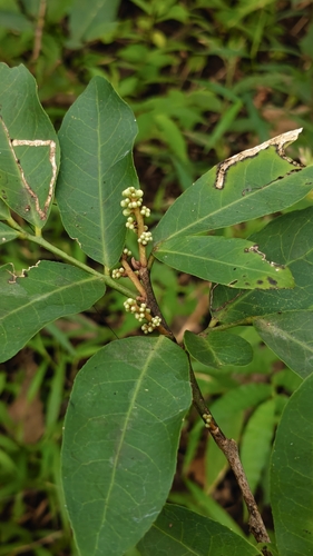 Glycosmis pentaphylla observed 2026-09-14