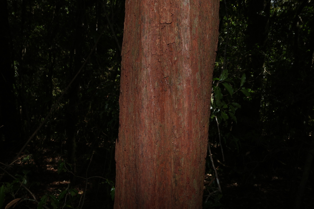 Rhodamnia rubescens; photograph (c) Greg Tasney, some rights reserved (CC BY-SA)